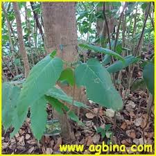 Image result for Sterculia subviolacea