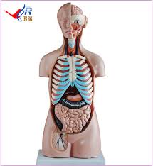 Find free pictures, photos, diagrams, images and information related to the human body right here at science kids. 85cm 20 Parts Sexless Human Torso Anatomy Model Torso Anatomy Buy Torso Anatomy Torso Anatomy Torso Anatomy Product On Alibaba Com