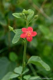 Image result for Hibiscus aponeurus