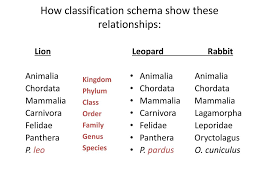 classification taxonomy ppt download