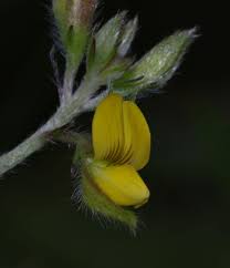 Image result for Stipularia