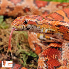 Image result for Heteranthoecia