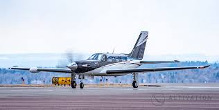 Image result for Piper