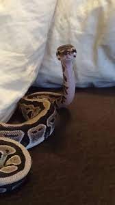 How Could Any One Fear This Face Axanthic Ball Python Cobra De Estimacao Piton Bola Belas Cobras