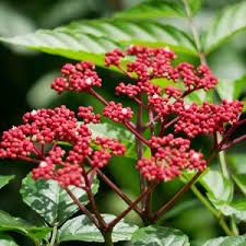 Image result for Leea