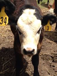Simply show up during the clinic hours, it's that easy. Mobile Pet Vet Tractor Supply The Y Guide