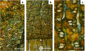 Image result for Isoberlinia angolensis