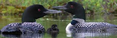 Image result for algonquin park