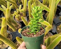 Image result for Monadenium crenatum