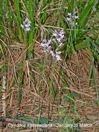 Image result for Cynorkis kassneriana