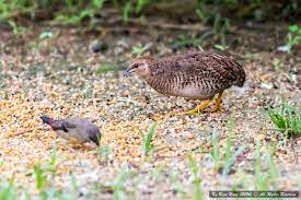 King Quail Coturnix Chinensis Dsc3228 1 King Quail Cotu Flickr