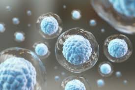 Stem cells in the clinic: how are they regulated?