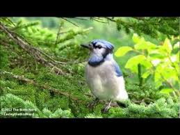 Birds Chirping In The Morning Sound Effect Blue Jay Calls The Jay Call Followed By Soft Short Sounds Youtube Backyard Birds Watching Animal Sounds Blue Jay