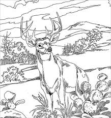For boys and girls, kids and adults, teenagers and toddlers, preschoolers and older kids at school. Realistic Deer Coloring Page For Adults Coloringbay