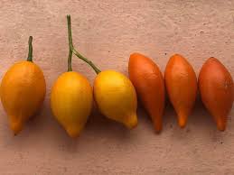 Image result for Tabernanthe