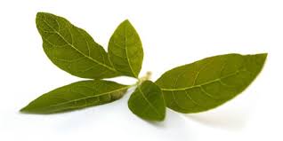 Daun sambung nyawa paling banyak ditemui di pulau jawa, sumatera, dan sebagian. Manfaat Daun Sambung Nyawa Mencegah Kanker Bahkan Bisa Bikin Pria Perkasa