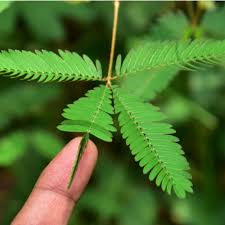 For joint pain or arthritis. Lesson Worksheet Sensitivity In Mimosa Plants Nagwa