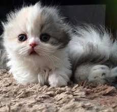 Check our guide and find munchkin kittens for sale! Scottish Fold Munchkin Kitten For Sale Petfinder