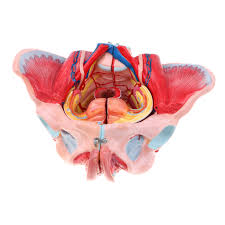 Female small pelvis is endowed with an entrance, a cavity and an exit. 1 1 Female Pelvis Vessels Muscles Nerves With Vessels Ligaments Muscles Nerves Removable Organs Medical Anatomical Model Biology Aliexpress