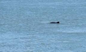 In zeeland worden de laatste jaren opvallend veel bruinvissen gespot. Bruinvissen Zeeland Op Foto
