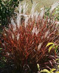 Google Image Result For Http 4 Bp Blogspot Com Wwoy Lo6zyi Tbgxwtkzw8i Aaaaaaaaaee Bknq6 4ro8w S1600 Flame 2bgrass 2bmis Ornamental Grasses Grass Seed Grass
