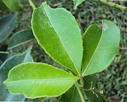 Image result for Toddalia simplicifolia