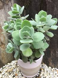 Buy Kalanchoe Millotii Online Free Shipping Over 99 99 Succulents Garden Plants Planting Succulents