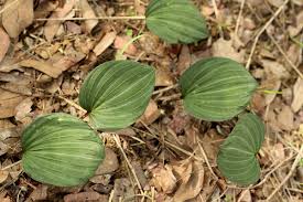 Image result for Nervilia ballii