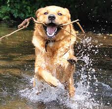 Wasservergiftung Beim Hund So Schutzt Du Vierbeiner Vs