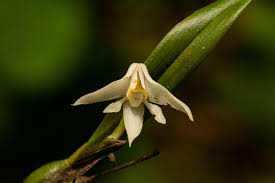 Image result for Polystachya fallax