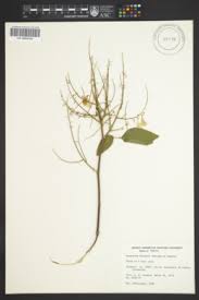 Image result for Desmodium subsecundum