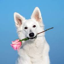 Maybe you would like to learn more about one of these? National Puppy Day March 23 2022 National Today