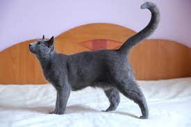 No Your Cat S Pooch Isn T Fat It S Just A Primordial Pouch