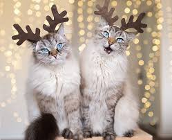 A calico cat is a cat with patches of white, red, and black fur. Christmas Cat Names Recommendations From Experts