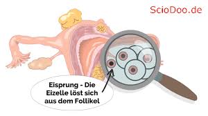 Der Unterschied Zwischen Eizelle Und Follikel Sciodoo