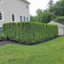 Emerald Green Arborvitae