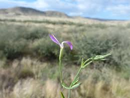 Image result for Dicliptera paniculata