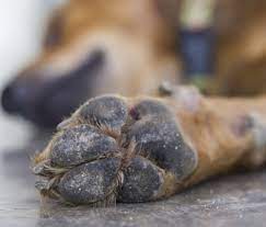 7 Most Overlooked Aches And Pains In Dogs
