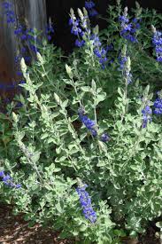 Salvia Chamaedryoides Marine Blue Blue Salvia Salvia Dark Blue Flowers