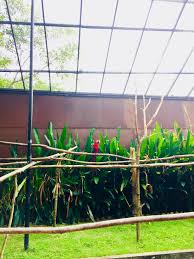 Kategorijos:žemės ūkio mašinų, įrangos ir reikmenų didmeninė prekyba, viešieji parkai. This Bird Just Landed On Someone S Back And Made Me Jealous Anyway It Made My Day Taman Burung Pulau Pinang Wallpaper Bird Day