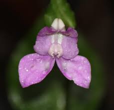 Image result for Disperis virginalis