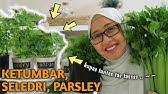 Kemuncak panik bila si suami nak tanya orang kat sebelah, tapi yang datang semua pun lelaki dan mereka jugak sedang panik. Perbezaan Antara Daun Sup Dan Daun Ketumbar Youtube