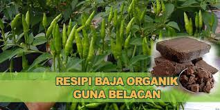 Cili memerlukan pengurusan nutrien yang betul untuk mendapatkan hasil yang tinggi. Resipi Baja Belacan Petua Pokok Cili Berbuah Lebat Kebun Bandar