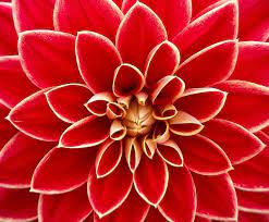Free Image On Pixabay Dahlia Dahlias Autumn Asteraceae Flower Close Up Flower Photos Dahlia Flower