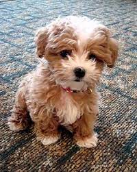10 Common Maltipoo Myths Teacupmaltipoo Com