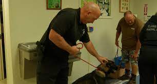 Clare county animal shelter takes in animals surrendered by individuals and strays. Clare County Animal Control Officer Wins Officer Of The Year Award 9 10 News