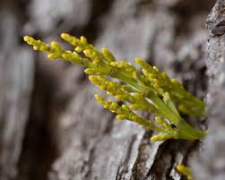 Image result for Viscaceae