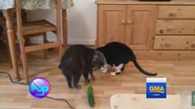 Image result