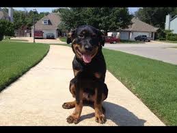 Image result for Rotala gossweileri