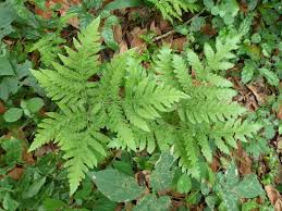 Image result for Tectaria